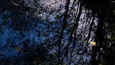 Ağaç dalları suda yansıyor 