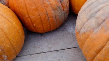 Balkabağı manzarası, Cadılar Bayramı konsepti 