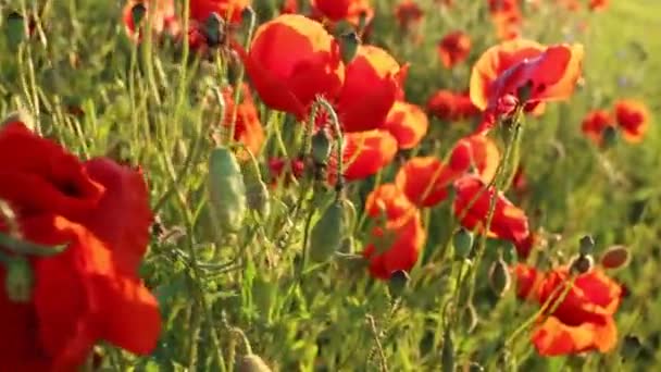 Poppies Flowers Summer Wildflowers Rays Bright Sun — Stock Video