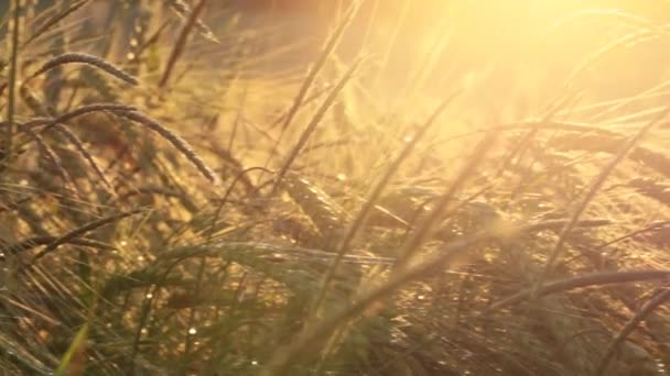 麦粒接近秋天的景象 — 图库视频影像