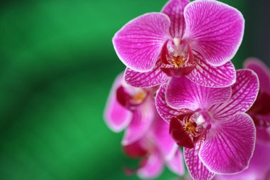 Orkide çiçeği (Phalaenopsis) pembe yakın plan