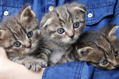 Yavru kediler ellerinde. Gri çizgili kedi yavruları grubu