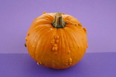 Balkabağım. Sonbahar konsepti. Mor arka planda turuncu balkabağı