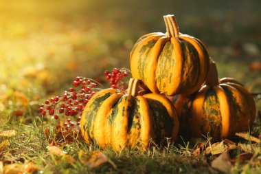 Sonbahar Balkabakları, bulanık bir bahçede güneşte yeşillenir. Şükran Günü.