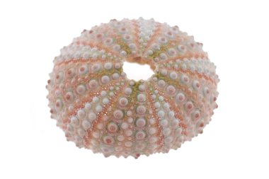 deniz kabuğu yakın görünüm, ev dekorasyonu konsepti, yaz tatili sembolü