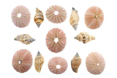 deniz kabukları yakın görünüm, ev dekorasyonu konsepti, yaz tatili sembolü