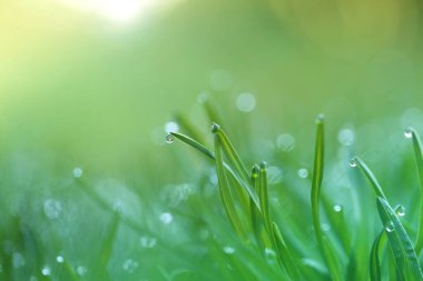 Yeşil çimenlerin üzerinde bir damla su makrosu. Yeşil çimenler yakın plan