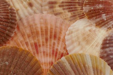 deniz kabukları yakın görünüm, ev dekorasyonu konsepti, yaz tatili sembolü