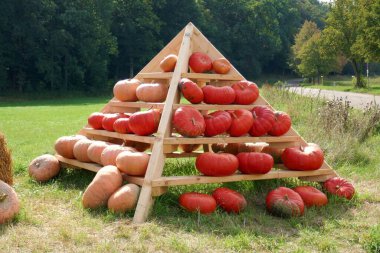 Sonbahar Balkabakları, bulanık bir bahçede güneşte yeşillenir. Şükran Günü.