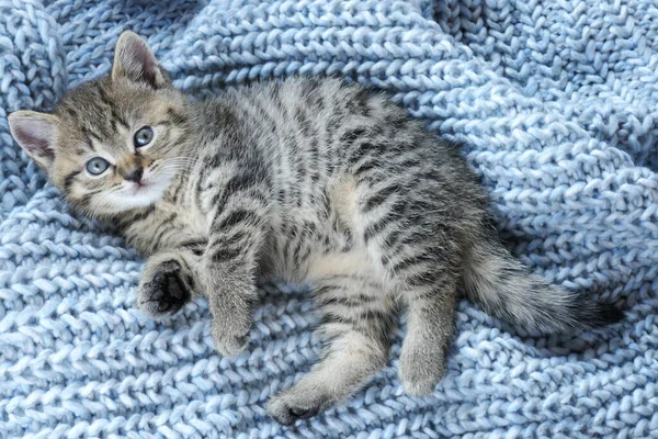 Striped Scottish Little Kitten Blue Knit Background Gray Fluffy Kitten — Stock Photo, Image