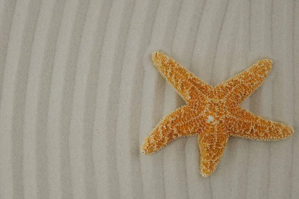 Starfish Close View Home Decor Concept Summer Vacation Symbol — Stock Photo, Image