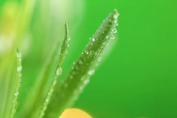 草の滴で草の茎のクローズアップ — ストック写真