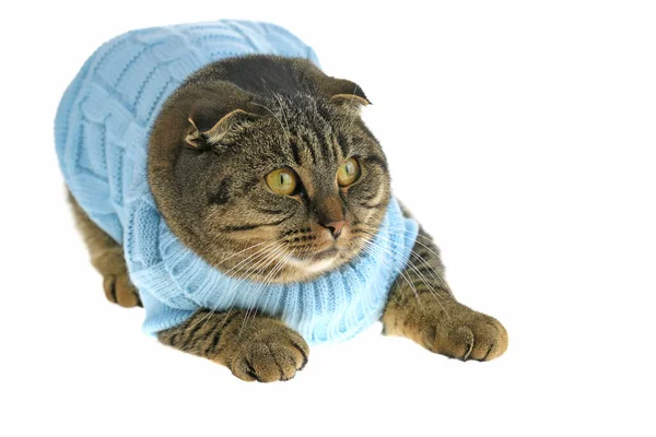 Listrado Escocês Dobrado Gato Camisola Azul Isolado Fundo Branco — Fotografia de Stock