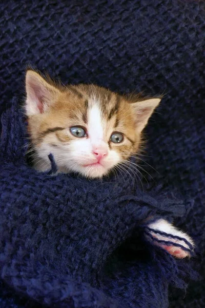 스카프로 귀여운 고양이 — 스톡 사진