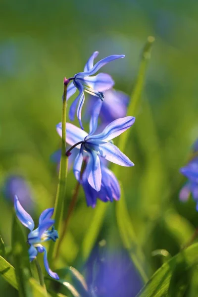 Flores Azules Primavera Campanas Azules Primer Plano Hierba Verde Sobre — Foto de Stock