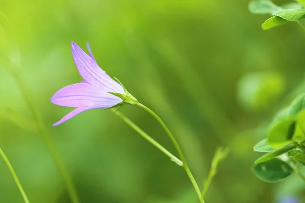 Flores Sino Bluebell Flor Roxa Fundo Embaçado Verde Brilhante — Fotografia de Stock