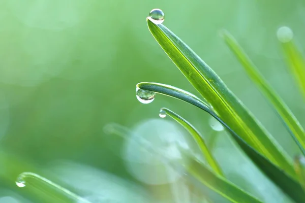 Drops Water Macro Green Grass Green Grass Close — Stock Photo, Image