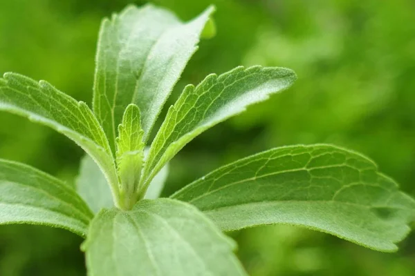 Stevia Rebaudiana Stevia Филиал Сухие Измельченные Листья Стевии — стоковое фото