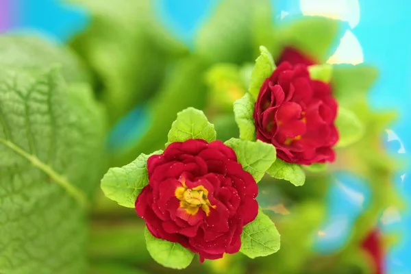 Flores Primavera Prímula Flor Vermelha Perto — Fotografia de Stock