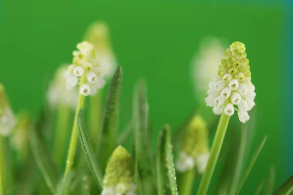 緑の葉を閉じるとブドウのヒヤシンスの花 — ストック写真