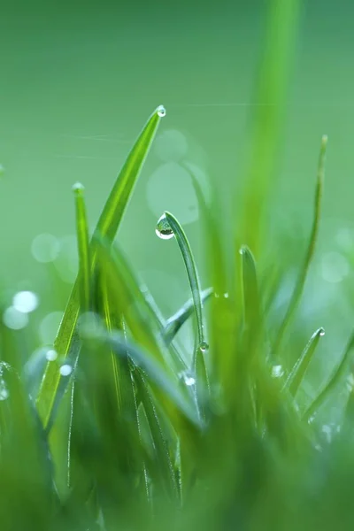 Gotas Agua Macro Sobre Hierba Verde Primeros Planos Hierba Verde — Foto de Stock