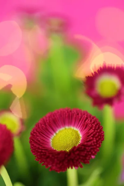 Flower Card Pink Daisy Close Fuchsia Violet Background — Stock Photo, Image