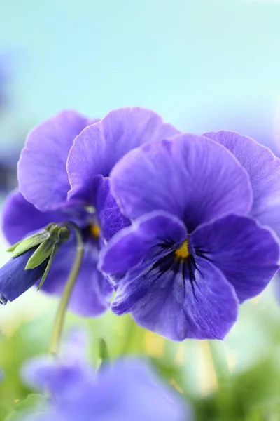 Μπλε Λουλούδια Κοντά Άνοιξη Floral Απαλό Φόντο — Φωτογραφία Αρχείου