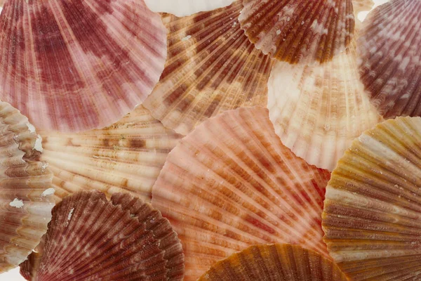 Kagylók Közeli Kilátás Lakberendezési Koncepció Nyári Vakáció Szimbólum — Stock Fotó