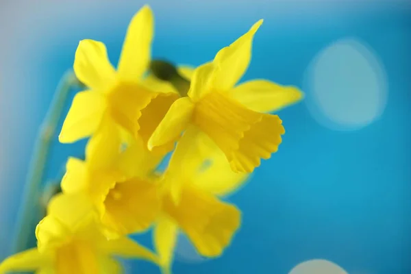 黄色のボケで明るい青の背景にDaffodils花束 — ストック写真