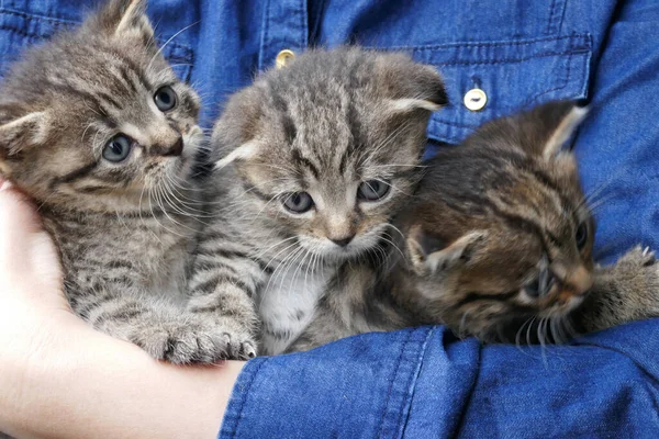 Koťata Rukou Skupina Šedých Pruhovaných Koťat — Stock fotografie