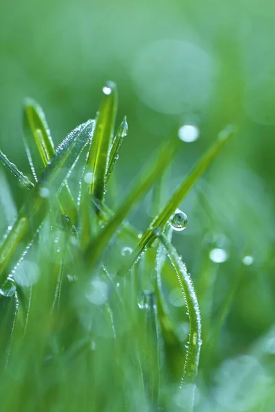 Krople Wody Makro Zielonej Trawie Zielona Trawa Zbliżenie — Zdjęcie stockowe