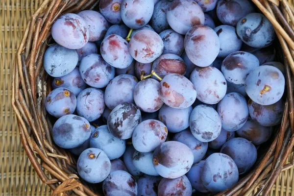 Prune Dans Panier Gros Plan Arrière Plan Fruits Été — Photo