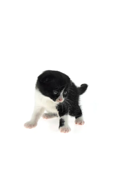 Kleine Schotse Vouw Kitten Gestreepte Kitten Geïsoleerd Witte Achtergrond — Stockfoto