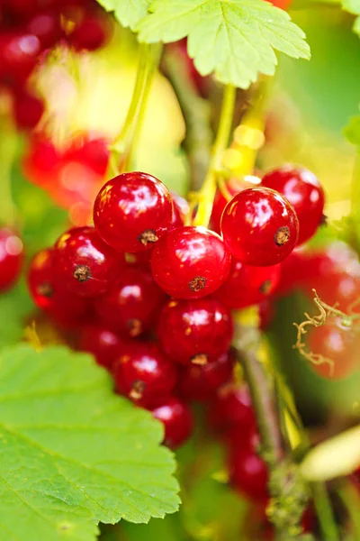 Red Currant Bright Ripe Red Currant Bunch Morning Sun — Stock Photo, Image