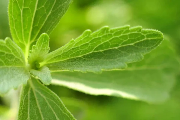 Stevia Rebaudiana Κλαδί Στέβια Και Αποξηραμένα Θρυμματισμένα Φύλλα Στέβια — Φωτογραφία Αρχείου