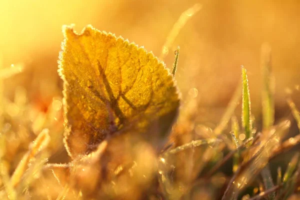 Herbst Ahorngelbes Blatt Hellen Sonnenstrahl — Stockfoto