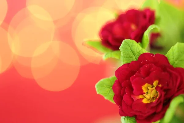 Spring Flowers Primrose Red Flower Close — Stock Photo, Image