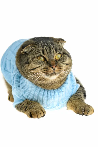 Gestreifte Scottish Folded Cat Blauem Pullover Isoliert Auf Weißem Hintergrund — Stockfoto