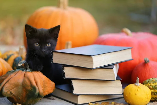 Autumn books for Halloween concept.Stack of books with black covers, black cat and pumpkins
