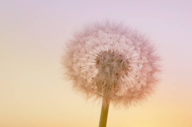Günbatımının pembe ışığında tüylü karahindiba makrosu