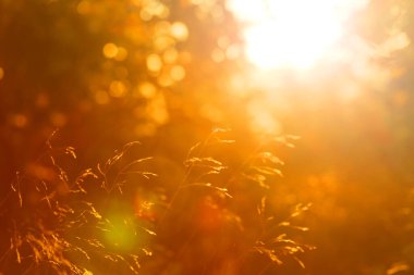 Sonbahar arkaplanı, çimenlikte yaprak sonbahar ormanında gün doğumunda güneş ışığı