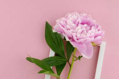 Çiçek kartı. Pembe şakayık ve yapraklı arka plan