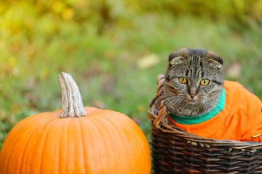 Kedi ve balkabağı. Turuncu kazaklı, turuncu balkabaklı İskoç Katlı Kedi