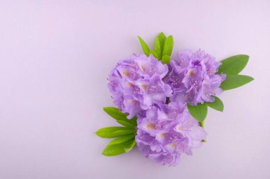 Çiçek kartı. Mor rhododendron çiçeği.