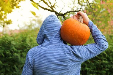 Balkabağı hasatı. Omzunda büyük turuncu balkabakları olan bir adam.