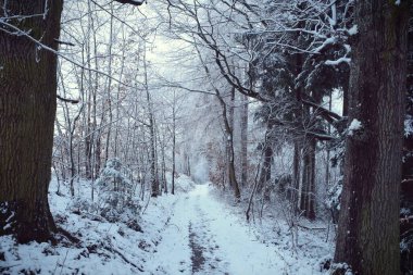 Kış Aspen Ormanı. Gri kahverengi tonlarda ince kavak ve kar.