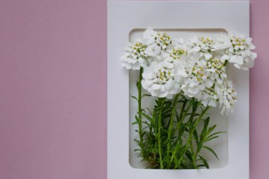 Vadideki zambak çiçek açabilir.