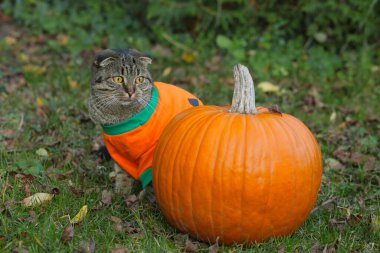 Kedi ve balkabağı. Turuncu kazaklı, turuncu balkabaklı İskoç Katlı Kedi