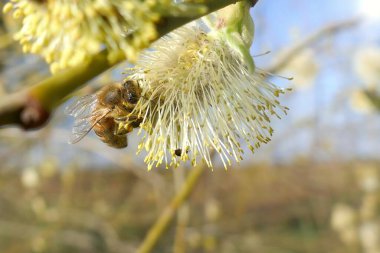 Söğüt. Verba. Tomurcuklu söğüt dalları. Arı yaklaşıyor. Böcek tomurcuğa