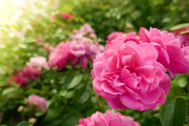 Gül çiçeği. Pembe ipek güller.